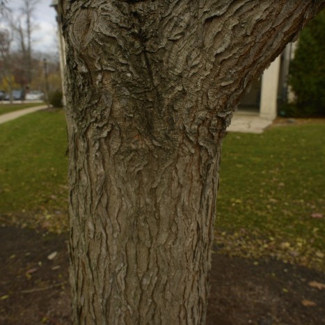 Gymnocladus dioicus bark