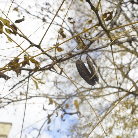 Gymnocladus dioicus leaves and fruit