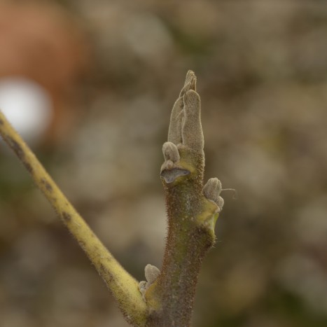 Juglans cinerea bud