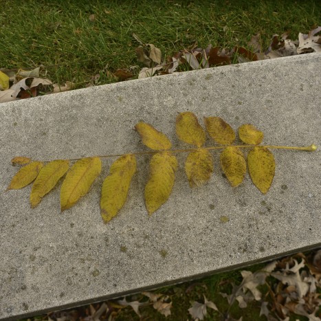 Juglans cinerea leaves