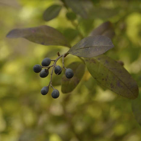 Ligustrum vulgare leaves and berries