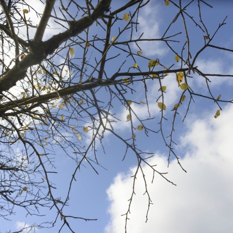Nyssa sylvatica branches and leaves