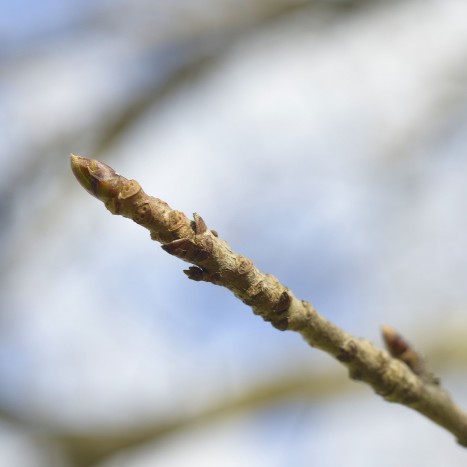 Nyssa sylvatica bud