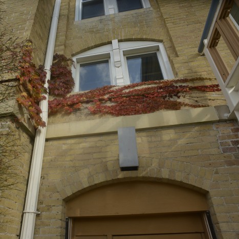 Parthenocissus tricuspidata