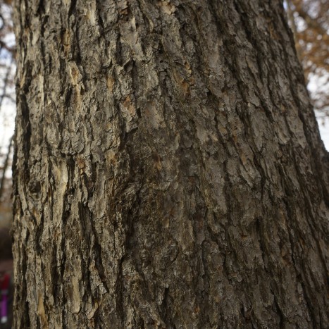 Pseudotsuga menziesii bark