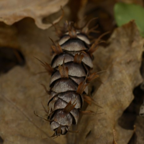 Pseudotsuga menziesii cone