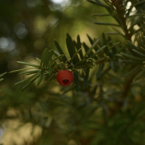 Taxus cuspidata fruit