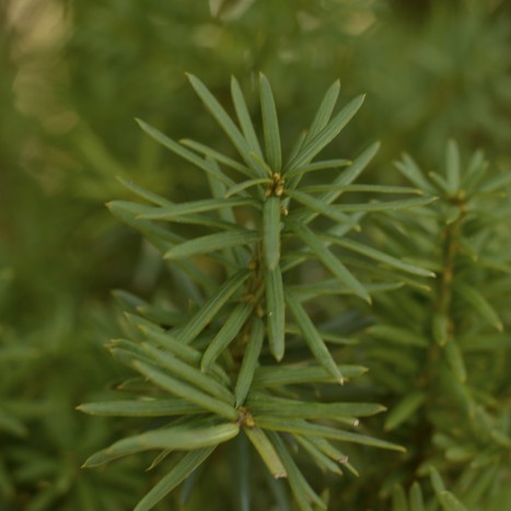 Taxus cuspidata needles