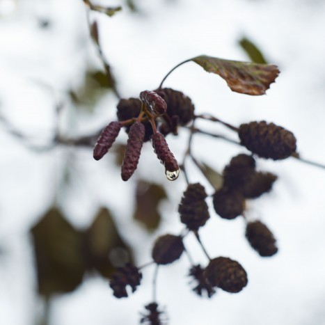 Alnus glutinosa cones and catkins