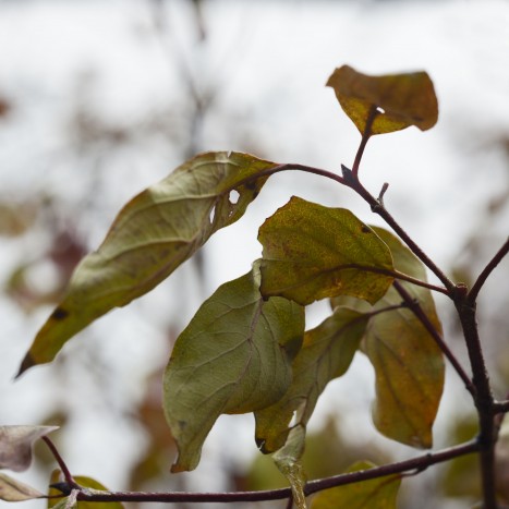 Cornus foemina leaves and bud