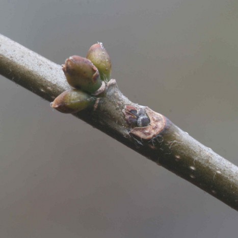 Lindera benzoin buds and leaf scar