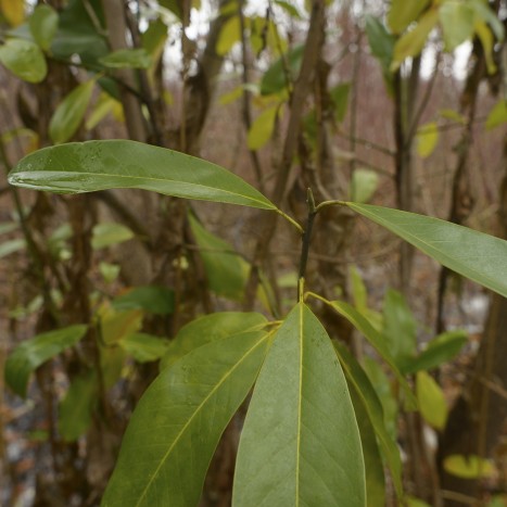 Magnolia virginiana leaves and bud