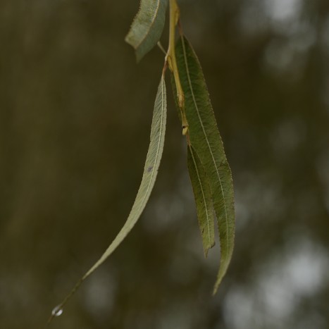 Salix alba var vitellina cv Pendula bud and leaves