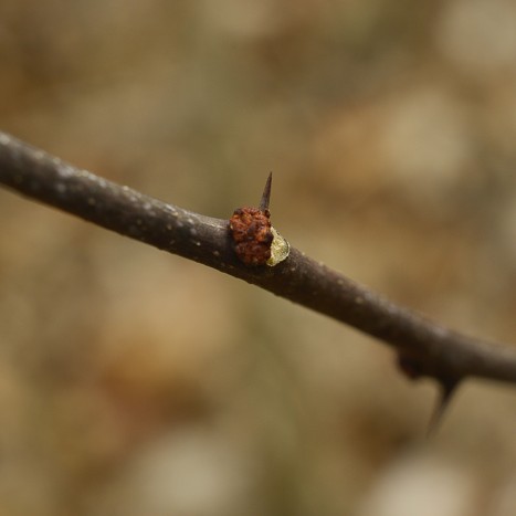 Zanthoxylum americanum branch
