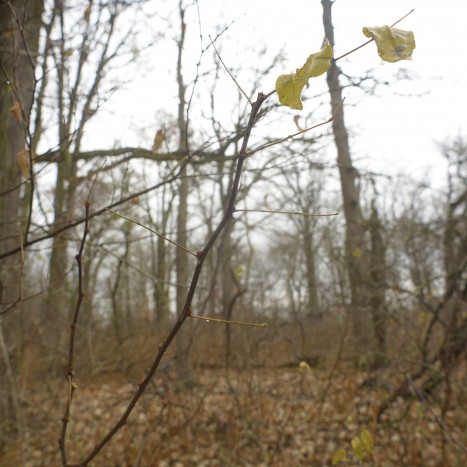 Zanthoxylum americanum