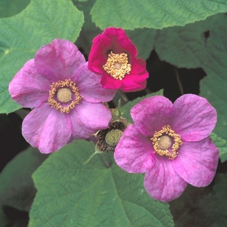 Rubus odoratus flowers