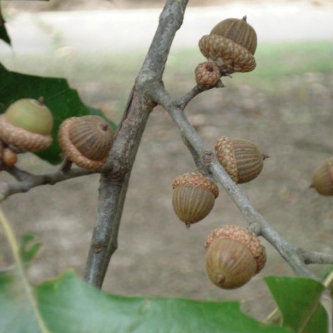 Quercus pagoda acorns