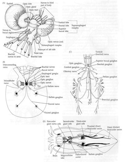 Resultado de imagen de the inside of a smile with mollusc