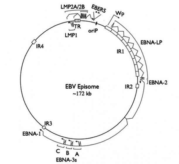 Ebv Titers Chart